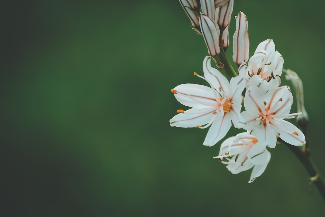 Photo casket, flowers